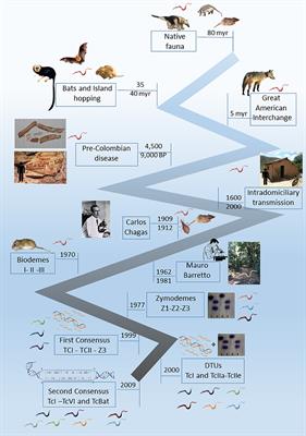 Landmarks of the Knowledge and Trypanosoma cruzi Biology in the Wild Environment